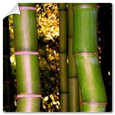 Phyllostachys bambusoides
